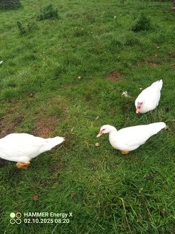 Prodám čínské kachny - 2