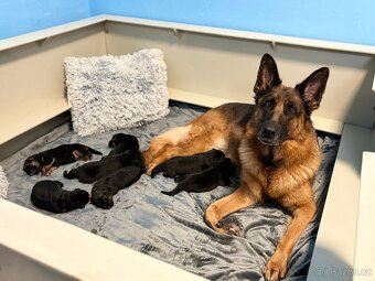 Německý ovčák štěňata - 2