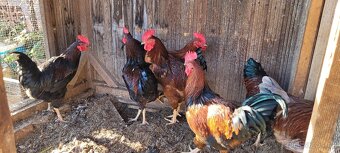 Prodám kohouty Dominant - 2