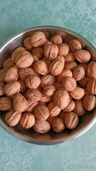 Vlašské ořechy - 2