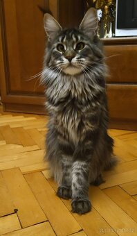 mainská mývalí kočka - 2