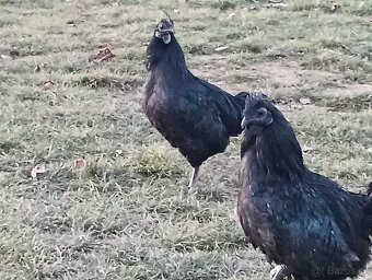 Kohouti Ayam cemani - 2