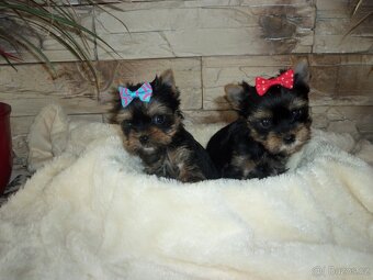 Jorkšírský teriér -mini - 2