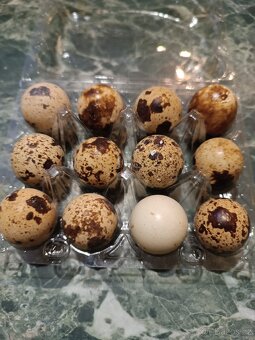 Násadová vejce křepelky - 2