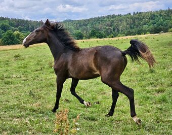 Lusitano klisna nar. 5/2024 - 2