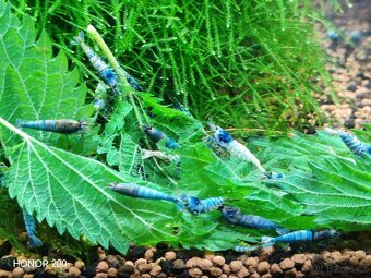Krevetky Caridina - Blue Bolt - 2