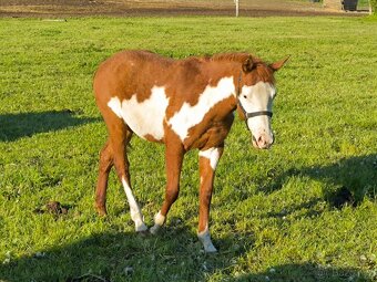 Roční kobylka Paint horse overo - 2