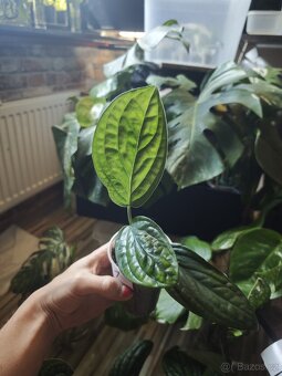Monstera Karstenianum ( Peru ) č.1 - 2