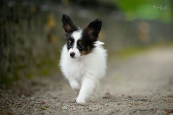 Papillon s PP - 2