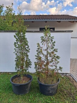 Túje 130 cm a 150 cm. TUJE CESKE BUDEJOVICE - 2