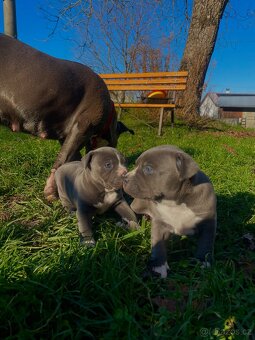 🐾 Americký stafordšírský teriér – modrá štěňátka Bibi a Oli - 2