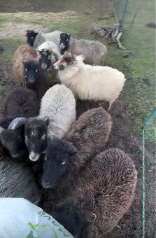 Ovce ouessantská (Quessantská) - 2