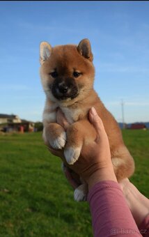 shiba inu - 2