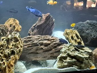 Prodam tlamovce z Malawi - 2