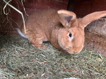 CHOVNÍ KRÁLÍCI K PŘIPUŠTĚNÍ - 2