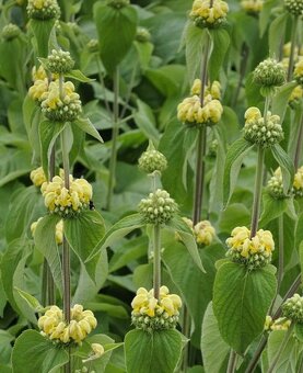 Sápa russelova, turecká šalvěj - 2