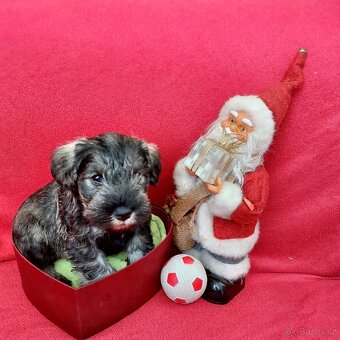 Knírač malý pepř a sůl - 2