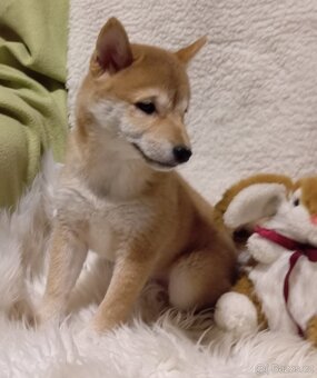 Shiba inu, štěňátko, fenečka bez PP. - 2
