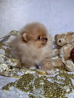 Pomeranian špic - 2