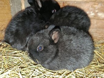 Zakrslí králíčci - 2