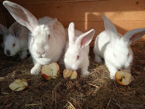 Králíci na maso - 2