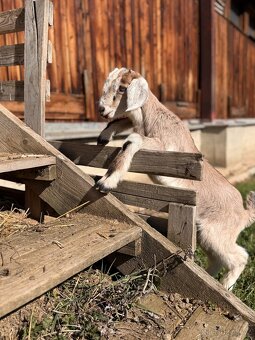 PRODÁM KŮZLATA - 2