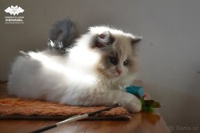 Ragdoll s PP – kocourek na výstavy a chov - 2