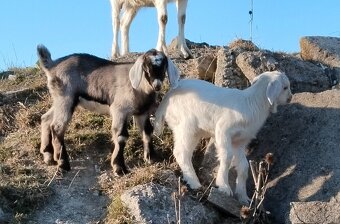 Kozlíci - 2