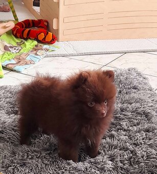 Pomeranian Edward Dogs Dream Pom Kennel - 2