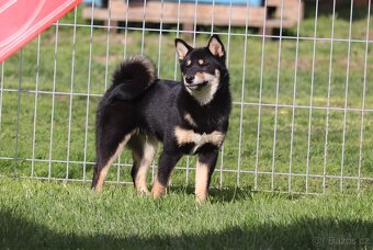 Shiba inu čierny pes s PP - 2