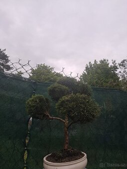 Bonsai,bonsaj Jalovec - 2