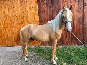 Pony - 2