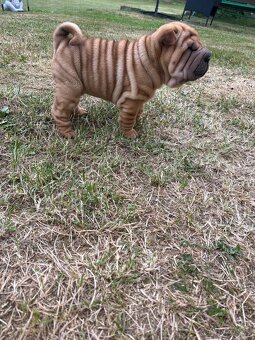 Sharpei , šarpej - 2