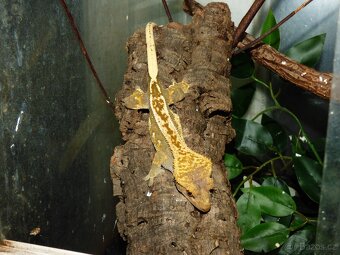 Pagekon řasnatý (Coreolophus ciliatus) - 2