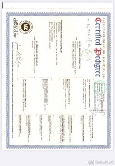 Welsh corgi cardigan s PP- posledni pejsek volný - 2