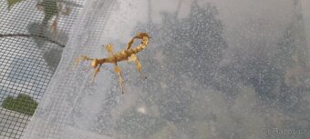 Strašilka australská - 2