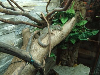 Timon lepidus 1,1- - 2