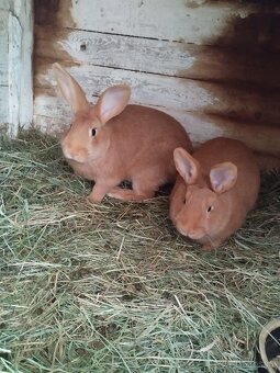 Burgundský králík - 2