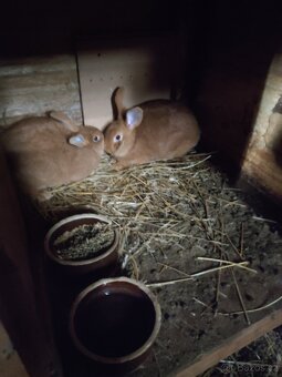 Burgundský králík - 2