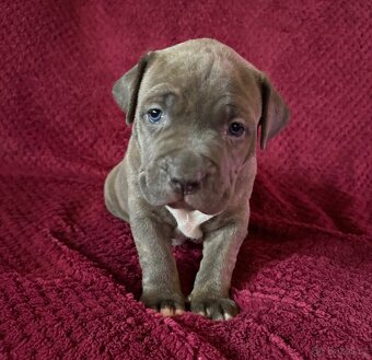 Prodej šťeňat American Bully Teplice - 2