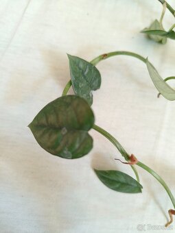 Epipremnum 2 druhy Jade, Cebu Blue island - 2