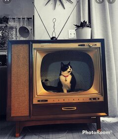 TV pro kočku - 2