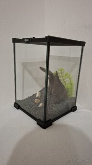 Terarium / Betarium - 2