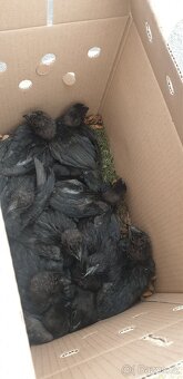 Kuřata Ayam Cemani - 2