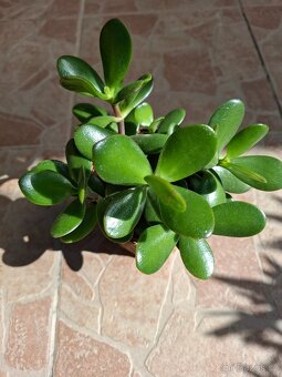 Tlustice (Crassula) - 2