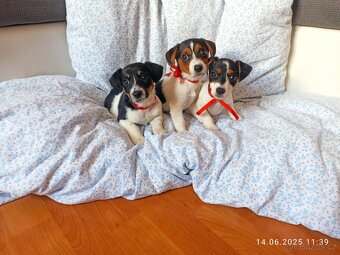 Jack Russell - 2