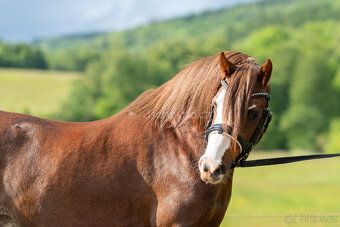 Nabízíme k prodeji mladého 3letého hřebce Welsh pony sekce B - 2