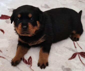 Šteniatka Rottweilera,Rottweiler, Rotvajler, Rottweiler s PP - 2