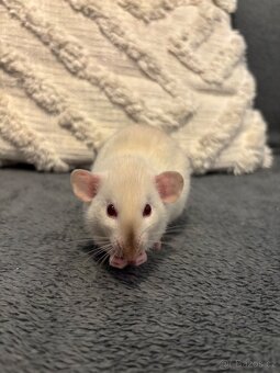 Siamský dumbo potkan red eye - 2