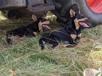 Austrálske kelpie na pesenie - 2